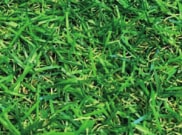 Artificial Grass: Woodcot 20mm Artificial Grass 4m width