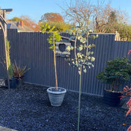 Blue Slate Chippings 20mm Maxi Bag 25kg Gravel