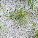Polar White Gravel 8-11mm Chippings Bulk Jumbo Bag Gravel
