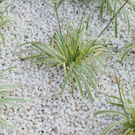 Polar White Gravel 8-11mm Chippings Bulk Jumbo Bag Gravel