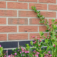 MBH 65mm Blockley Wrekin Berkshire Red