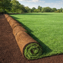 Quality Real Grass Lawn Turf Cultivated Rolls (1 Roll)
