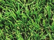 Artificial Grass: Sutton 28mm Artificial Grass 5m width